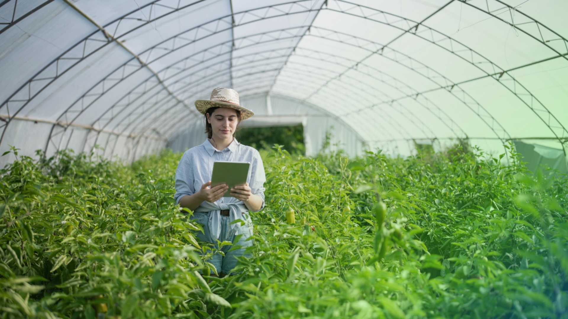 new-agri-Agrifood-leadership-blog-post-004